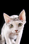 Devon Rex