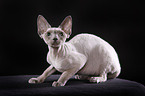 Devon Rex