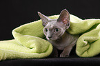 Devon Rex