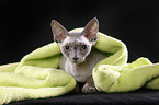 Devon Rex