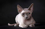 Devon Rex