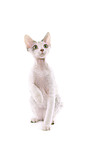 Devon Rex