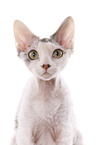 Devon Rex