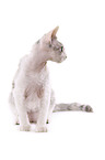 Devon Rex