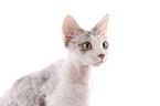 Devon Rex