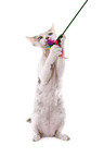 Devon Rex