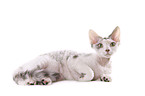 Devon Rex