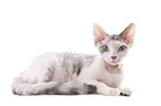 Devon Rex