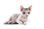 Devon Rex