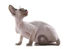 Devon Rex