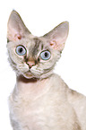 Devon Rex Portrait