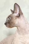 Devon Rex Portrait