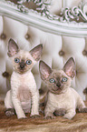 2 Devon Rex kitten