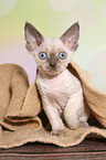 sitting Devon Rex kitten