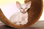 lying Devon Rex kitten