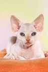 lying Devon Rex kitten