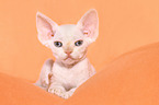 lying Devon Rex kitten