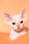 lying Devon Rex kitten