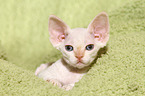 lying Devon Rex kitten