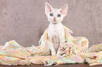 sitting Devon Rex kitten