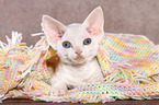 lying Devon Rex kitten