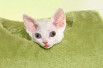 Devon Rex kitten Portrait