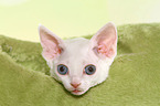 Devon Rex kitten Portrait