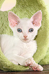 lying Devon Rex kitten