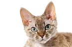 Devon Rex Portrait