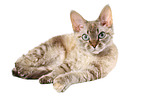 lying Devon Rex