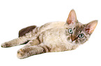 lying Devon Rex