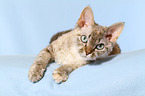 lying Devon Rex