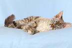 lying Devon Rex