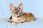 lying Devon Rex