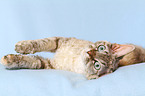 rolling Devon Rex