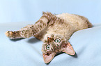 rolling Devon Rex