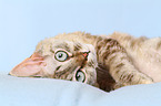 rolling Devon Rex