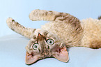 rolling Devon Rex