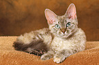 lying Devon Rex