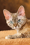 lying Devon Rex