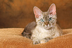 lying Devon Rex