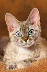 lying Devon Rex