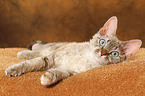 lying Devon Rex