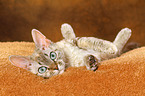 rolling Devon Rex