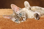 rolling Devon Rex