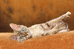 lying Devon Rex