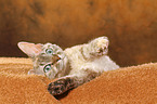 lying Devon Rex