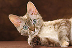 lying Devon Rex