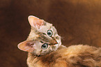 Devon Rex Portrait