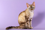 sitting Devon Rex